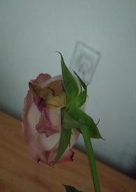 渣女的惩罚笔趣阁